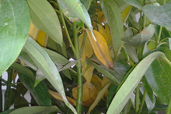 平安樹葉子發(fā)黃掉落是怎么回事