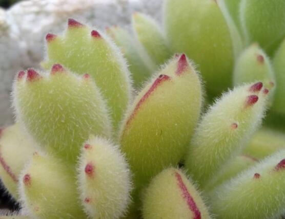 熊童子葉斑病怎么辦，及時(shí)摘除病葉、噴灑藥物治療