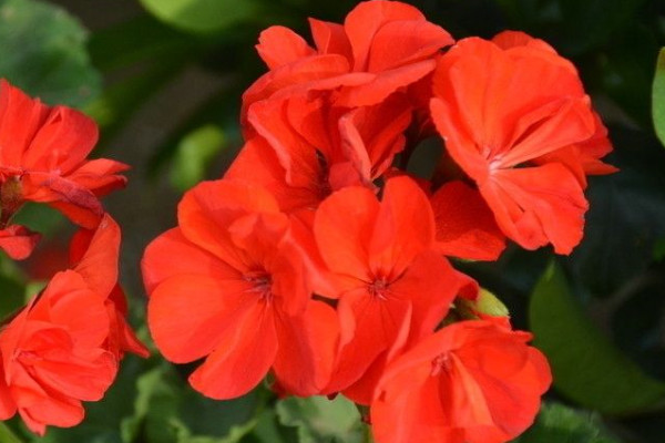 天竺葵天可以放室內(nèi)嗎