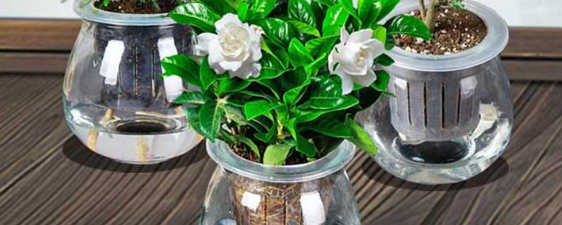 水培桅子花注意事項(xiàng)