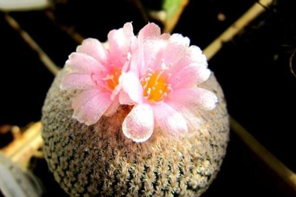 仙人球牡丹玉養(yǎng)殖方法