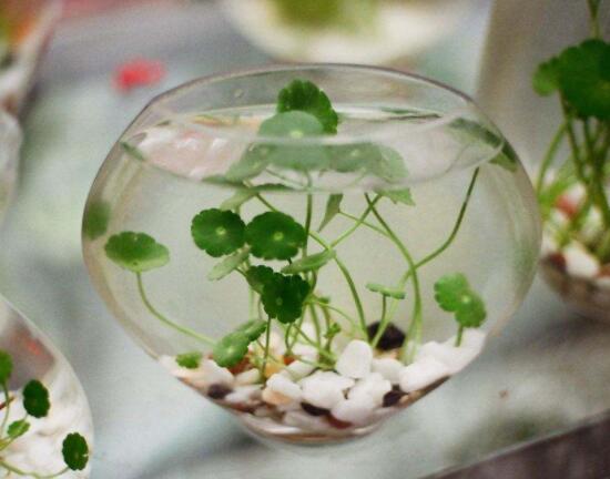 銅錢草水培怎么固定根，，擇一些小花石置于水瓶底部(美觀固定)