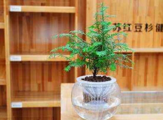 紅豆杉可以水培嗎，紅豆杉水培方法