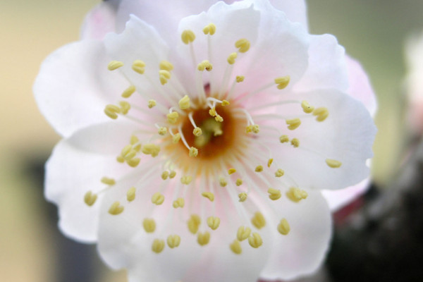 梅花的養(yǎng)殖方法和注意事項(xiàng)