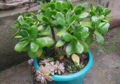 玉樹放在家里吉祥嗎，玉樹的功效與作用