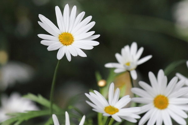 波斯菊的養(yǎng)殖方法和注意事項