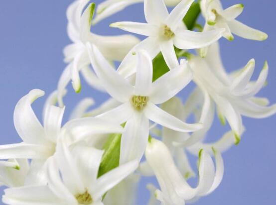 家里養(yǎng)風(fēng)信子好嗎，好/美化家居環(huán)境、凈化空氣