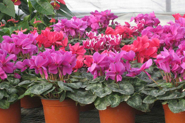 仙客來(lái)的養(yǎng)殖方法和注意事項(xiàng)