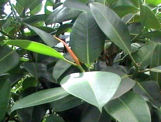 橡皮樹一盆栽幾棵最好，三棵為森八棵為發(fā)（推薦1/3/8/9）