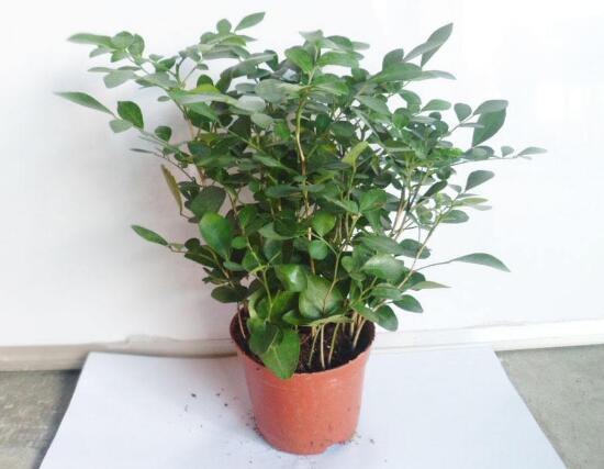 九里香怎么繁殖，九里香扦插繁殖方法