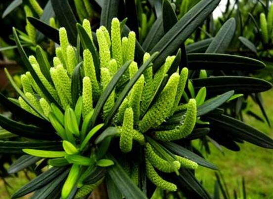 羅漢松會(huì)開(kāi)花嗎，羅漢松開(kāi)花三年一開(kāi)