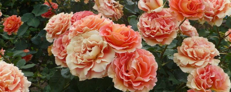 薔薇不長(zhǎng)葉子是為什么