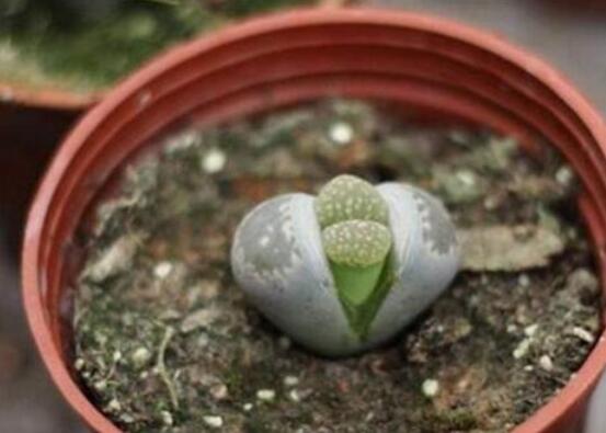 生石花怎么繁殖，最常用兩種繁殖方法(播種與分株)