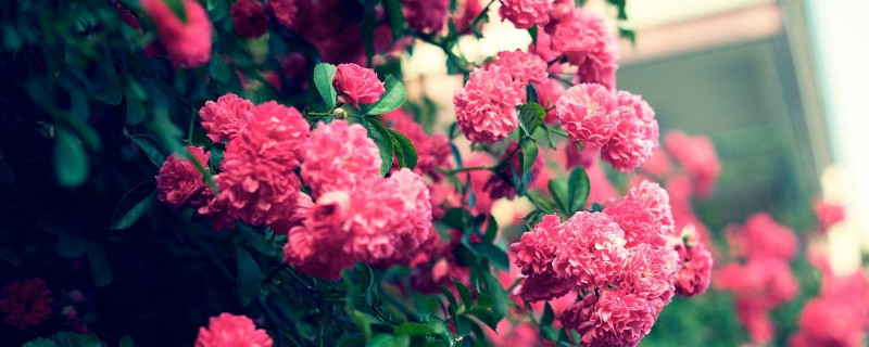 薔薇家庭養(yǎng)法