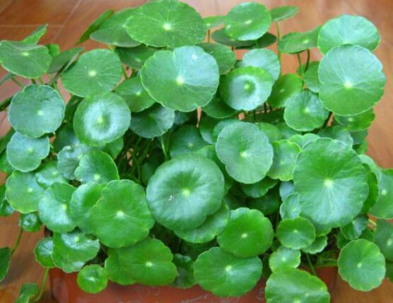 銅錢草的禁忌擺放位置，只要注意這四大位置便可