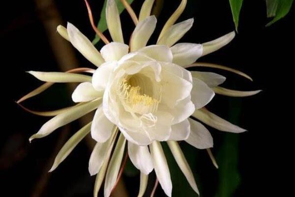 曇花不開花怎么辦