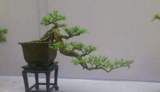 九里香盆景的養(yǎng)殖方法，做好七個(gè)基本養(yǎng)殖要點(diǎn)滿盆花香