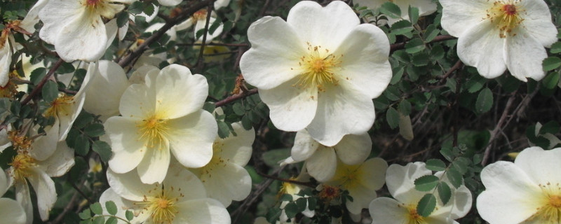 薔薇怎么養(yǎng)才長(zhǎng)得好