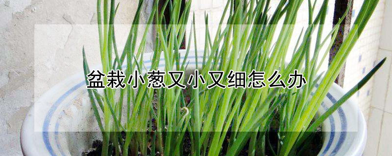 盆栽小蔥又小又細(xì)怎么辦