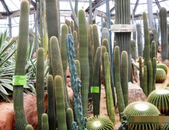 仙人掌的蟲害防治大全，三種蟲害以及解決辦法