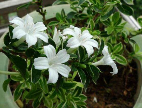 六月雪不發(fā)芽怎么辦，教你三種最直觀解決辦法