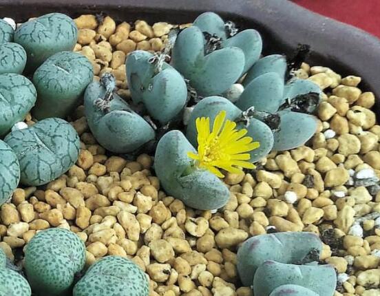 生石花家庭養(yǎng)護(hù)，老農(nóng)總結(jié)最實(shí)用五大要點(diǎn)