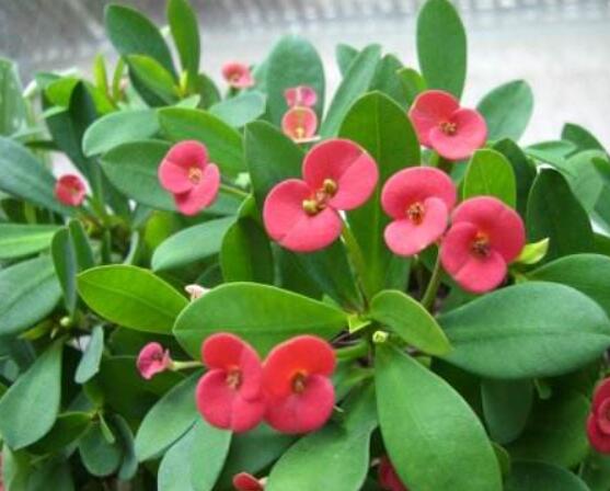 大葉虎刺梅怎么養(yǎng)，保證足量光照/溫暖濕潤環(huán)境