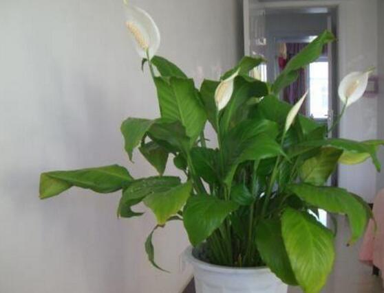 一帆風(fēng)順用什么花盆好，排水透氣、價(jià)格便宜素?zé)? src="/nongchan/d/file/20201223/hy3sscinffv.jpg" style="width: 557px; height: 359px;" / data-veYu="RTJiF5"></p>
<p data-PKGM="OYIWE7">
	<strong data-nESy="qrOwUN">1、</strong>一帆風(fēng)順用什么花盆好?我們?cè)谶x用花盆應(yīng)該要考慮花盆的大小、質(zhì)地、價(jià)格和色彩。這樣對(duì)于植株生長起到十分有利的作用。</p>
<p data-CvBV="oyLbAC">
	<img alt=