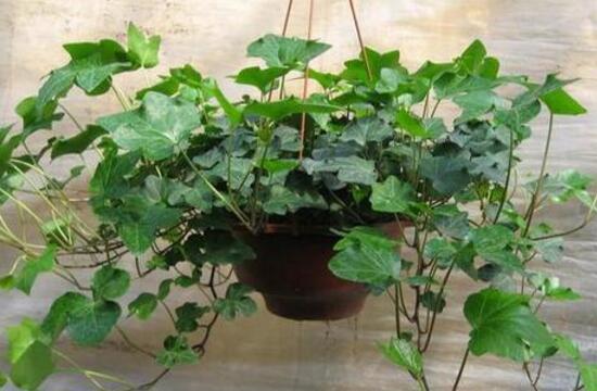 常春藤怎么施肥，常春藤施什么肥好