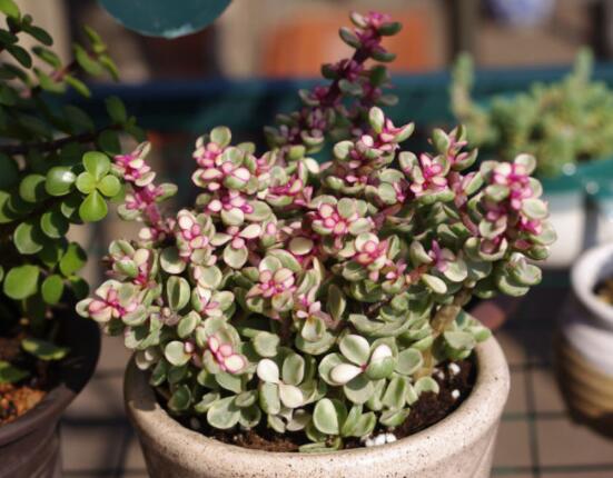 雅樂(lè)之舞怎么養(yǎng)能開花，只需要五個(gè)步驟花開爆盆