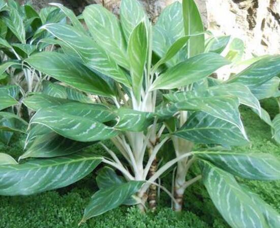 萬(wàn)年青種類(lèi)及圖片大全，盤(pán)點(diǎn)做好看的六大種類(lèi)