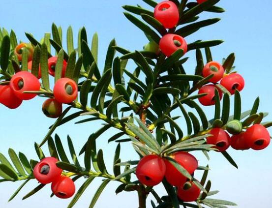 紅豆杉的養(yǎng)殖方法和注意事項，七大基本方法養(yǎng)殖郁郁蔥蔥