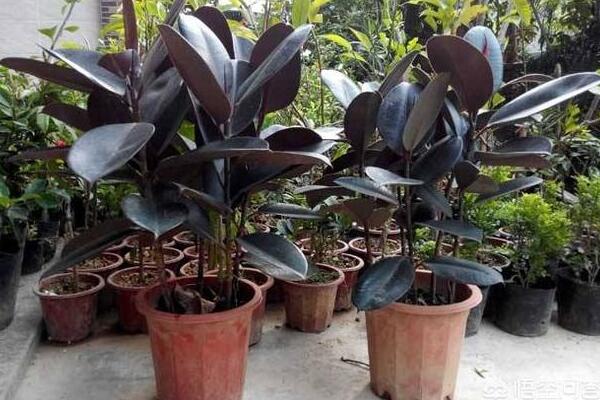 橡皮樹的養(yǎng)殖方法，保證植株生長的5大要點