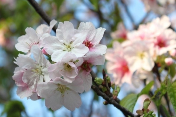 櫻花的寓意和花語(yǔ)