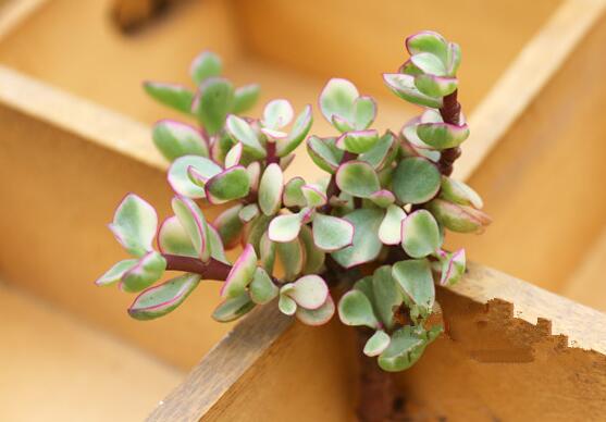 雅樂之舞怎么澆水，做到澆則澆透原則/忌積水