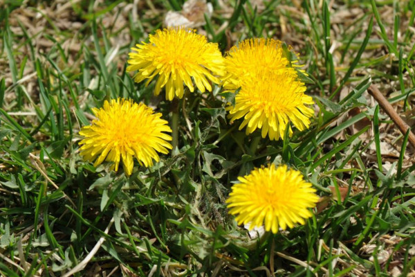 如何種植蒲公英，可以通過以下4步來進行