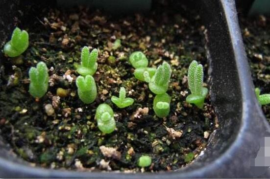 碧光環(huán)爛根怎么辦，兩種爛根防治方法/及時脫盆修剪消毒