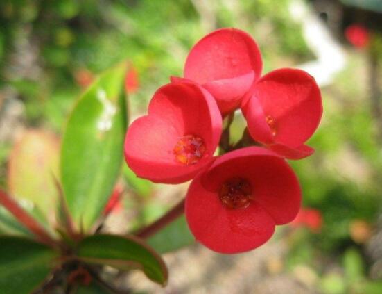 虎刺梅擺放風(fēng)水，陽臺與庭院風(fēng)水寓意最好(避兇化煞)