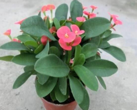 虎刺梅花期多少天，一年四季均可開花(養(yǎng)殖得當(dāng))