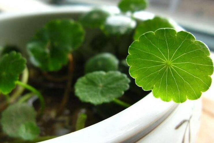 水養(yǎng)銅錢草的養(yǎng)殖方法，施加肥料是關(guān)鍵