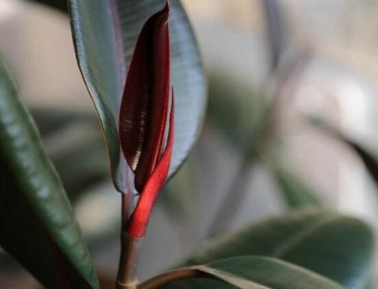 橡皮樹掉葉子還會長嗎，只要不死就會繼續(xù)生長(做好養(yǎng)護管理)