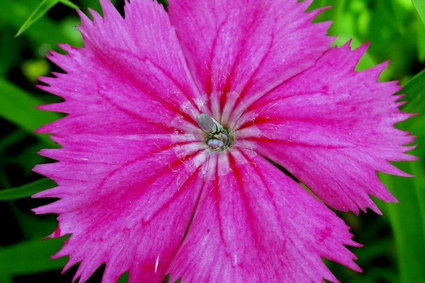 康乃馨如何快速開(kāi)花