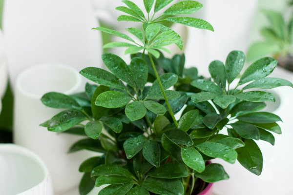 金錢(qián)樹(shù)夏天葉子發(fā)黃怎么辦