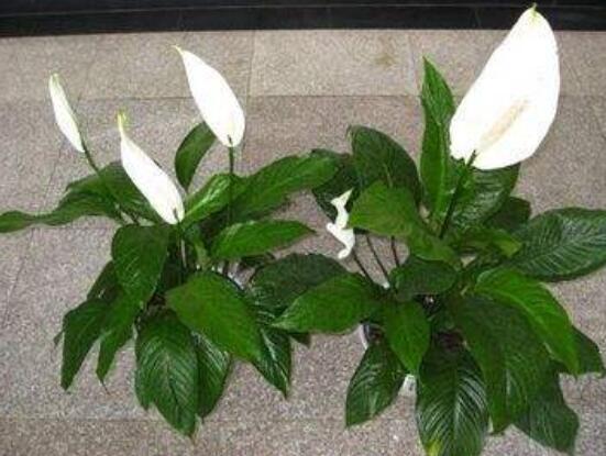 一帆風(fēng)順土培改水培，做好這六大要點(diǎn)即可快速水培生根