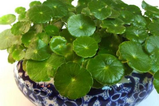 銅錢草爛根是什么原因，銅錢草爛根了怎么辦