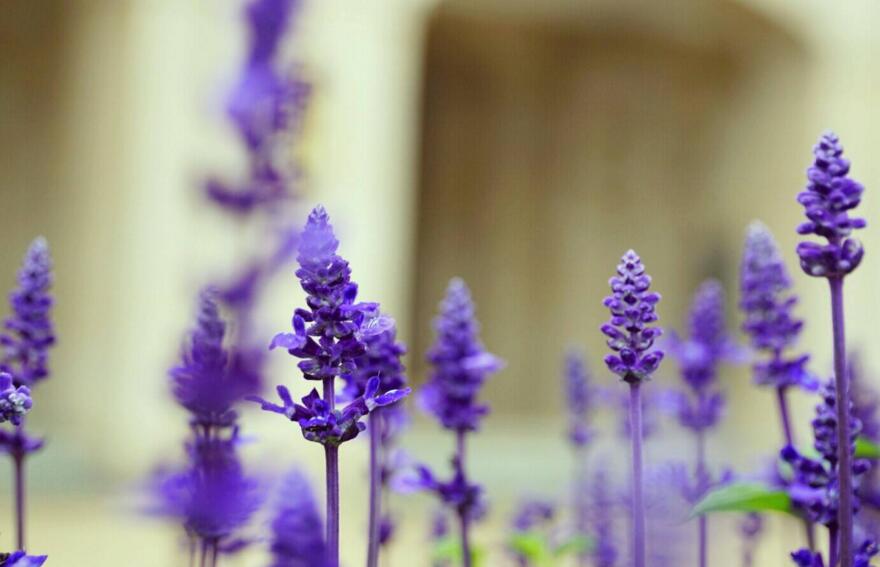 藍(lán)色薰衣草花語(yǔ)，一對(duì)戀人之間的心心相印