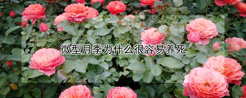 微型月季為什么很容易養(yǎng)死