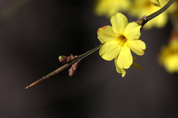 迎春花倒栽注意事項(xiàng)