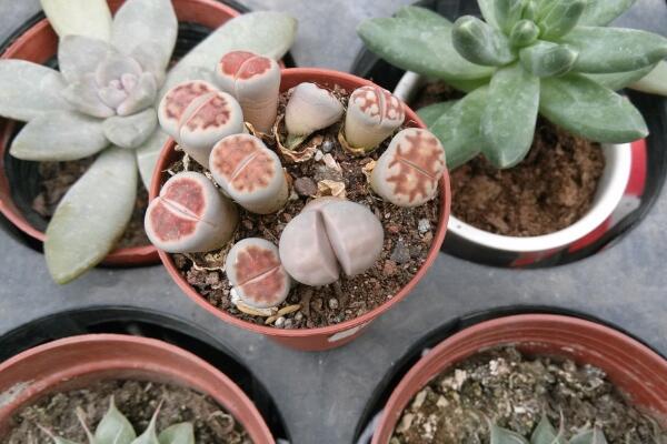 生石花夏天皺皺的怎么辦，可能是光照過強(qiáng)導(dǎo)致