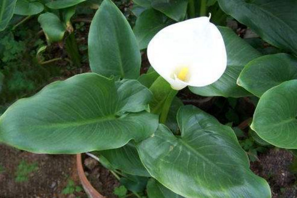 馬蹄蓮開花后怎么處理，花后1~2周進(jìn)行修剪